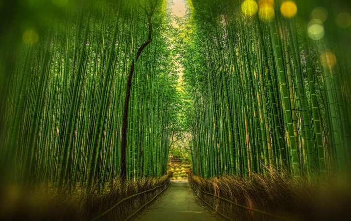 forest
